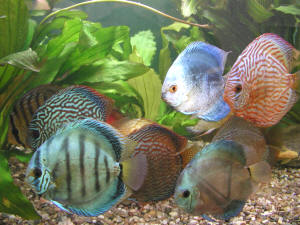 Smallest sales discus fish